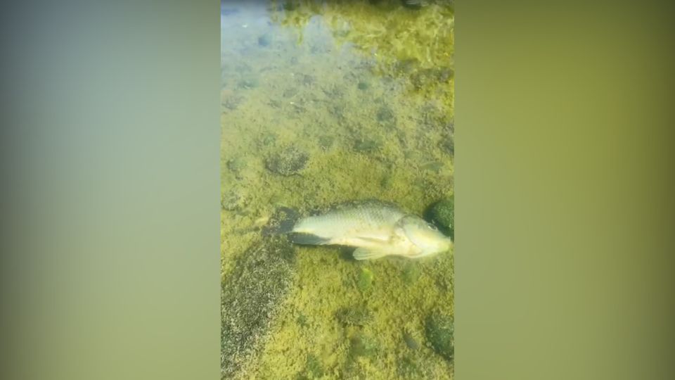 La contaminación en el río Pesquería ha provocado la muerte de peces.