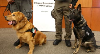 Reconocen a binomios caninos de la FGR en el Senado de la República