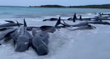 Mueren 51 ballenas piloto en una playa de Australia