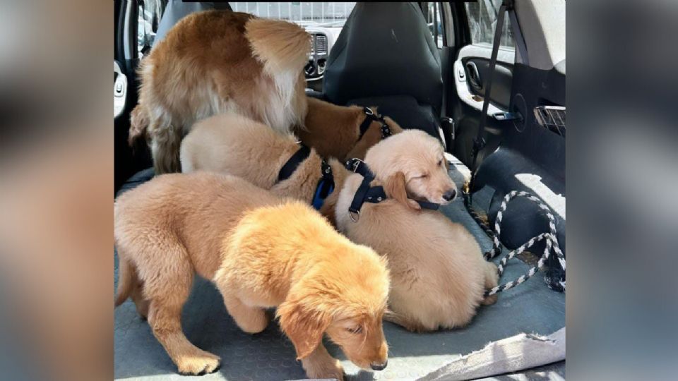 Los cinco perritos que fueron llevados a la escuela de adiestramiento en Monterrey.