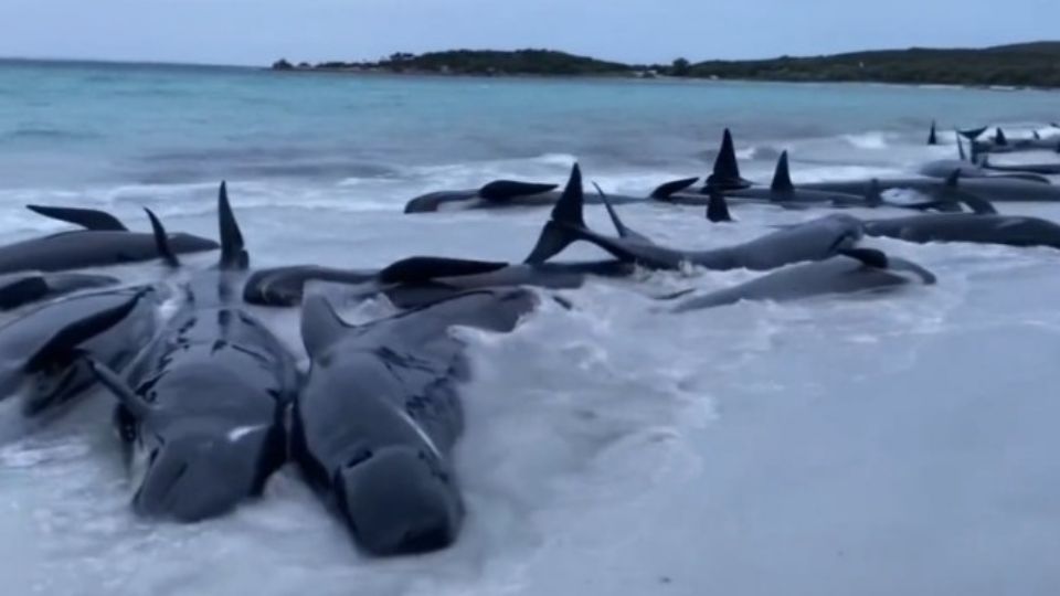 Ballenas varadas en Australia.