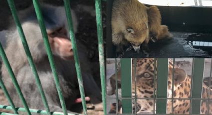 Clausuran rancho en García, tenía animales exóticos; desde leones, tigres y hasta osos