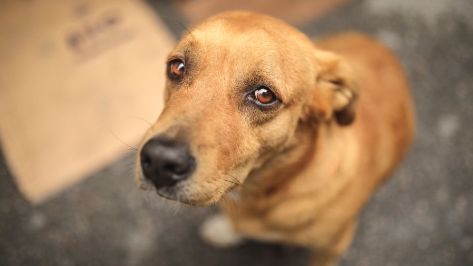 Perrito callejero