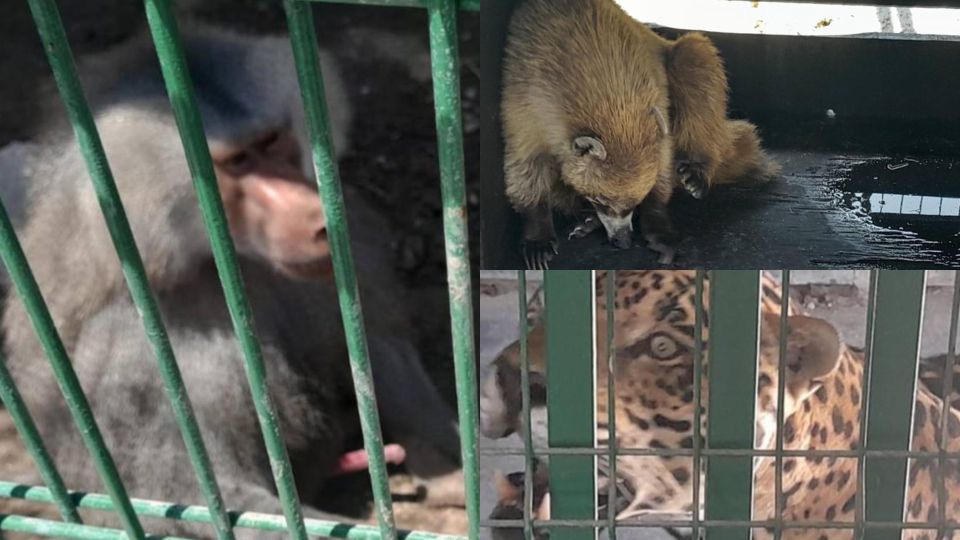 Clausuran rancho que exhibía animales exóticos en García