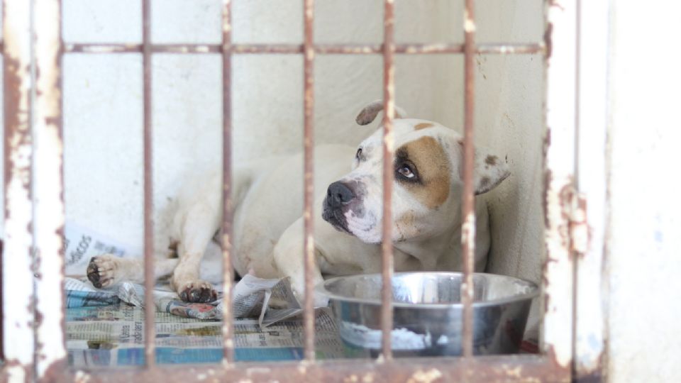 Un perrito dentro de una jaula.