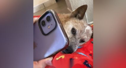 '¿Por qué no me esperaste?': Hombre se despide de su perrito por videollamada