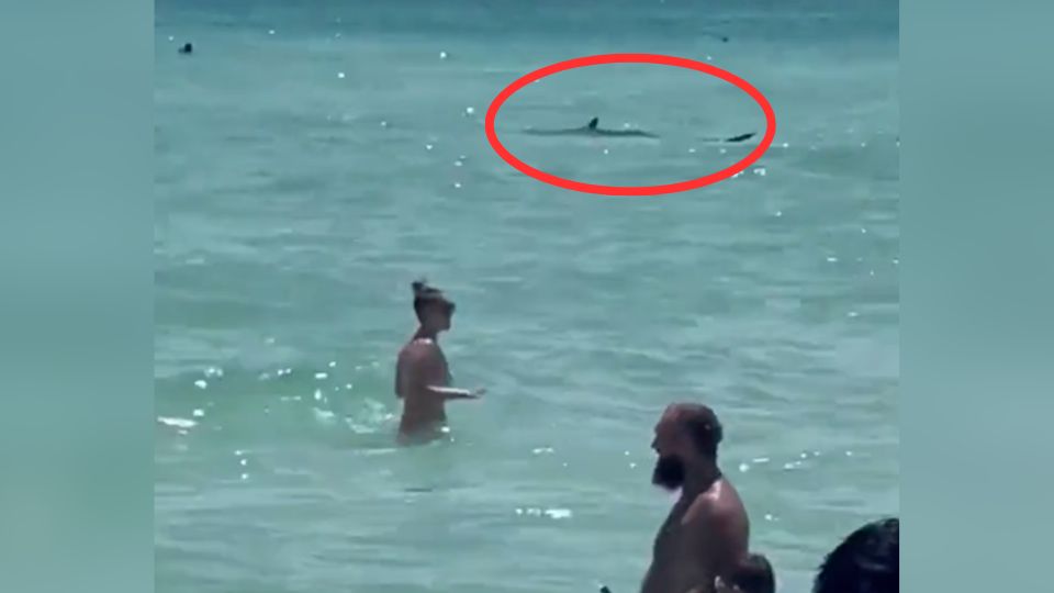 Avistan tiburón en playa de Florida | Facebook / Cristy Mccallie Cox