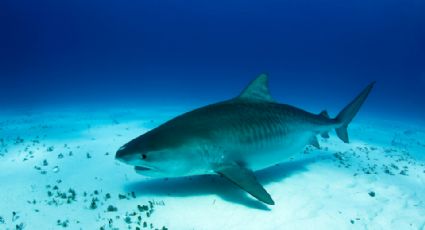 Mexicana es atacada por un tiburón en las islas Galápagos en Ecuador