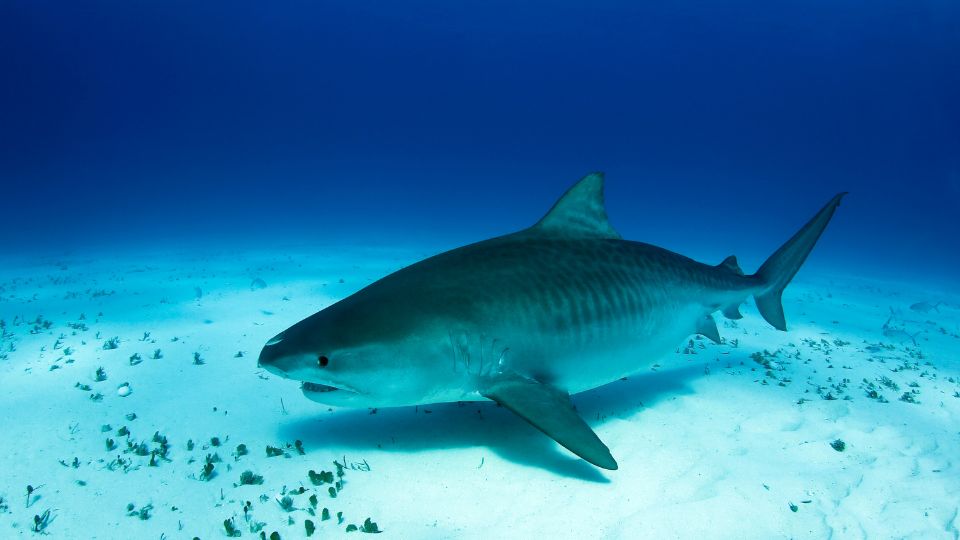 Tiburón tigre en busca de comida en las profundidades del mar