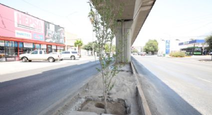 Medio Ambiente asegura que árboles de la Línea 1 se están adaptando