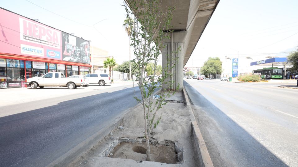 Árboles plantados bajo la Línea 1 del Metro