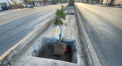 Árboles en camellón de Línea 1 deberán sobrevivir ¡Con la lluvia!