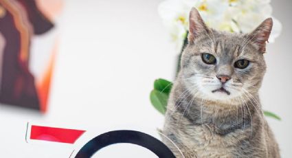 Fallece ‘Formulino’, el gato fan de F1 que daba suerte a los pilotos en Imola