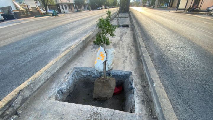 Árboles en camellón de Línea 1 deberán sobrevivir ¡Con la lluvia!