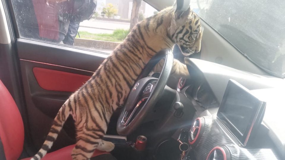 Tigre de bengala a bordo de un auto en Nezahualcóyotl.