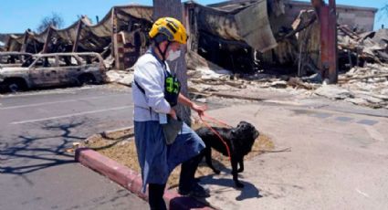 Participan 20 perros adiestrados en búsqueda de sobrevivientes en Hawái