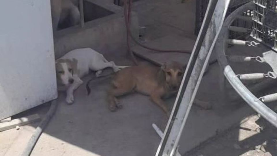 Perritos rescatado en El Carmen, Nuevo León.