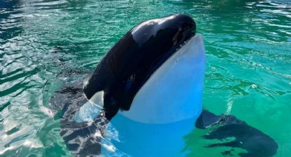 Muere Lolita, la orca con más de 50 años cautiva en Miami