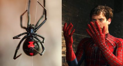 Niño se deja picar por araña viuda negra; quería convertirse en Spider-Man