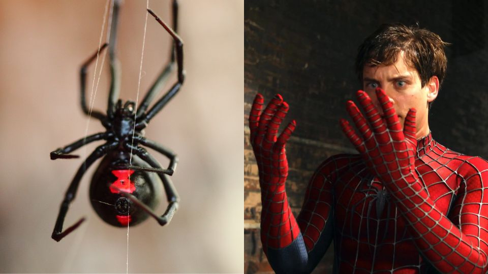 Araña viuda negra pica a menor que quería ser Spider-Man