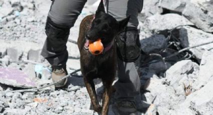 Binomios caninos reciben entrenamiento entre las ruinas del DIF Capullos