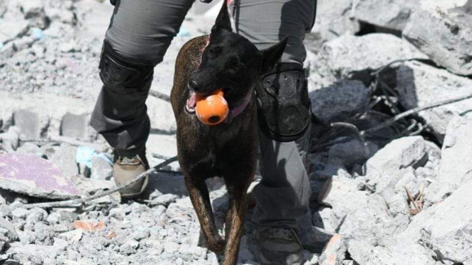 Elemento canino recibiendo su entrenamiento.