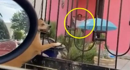 Captan a hombre asesinando a perrita en Cumbres, Monterrey