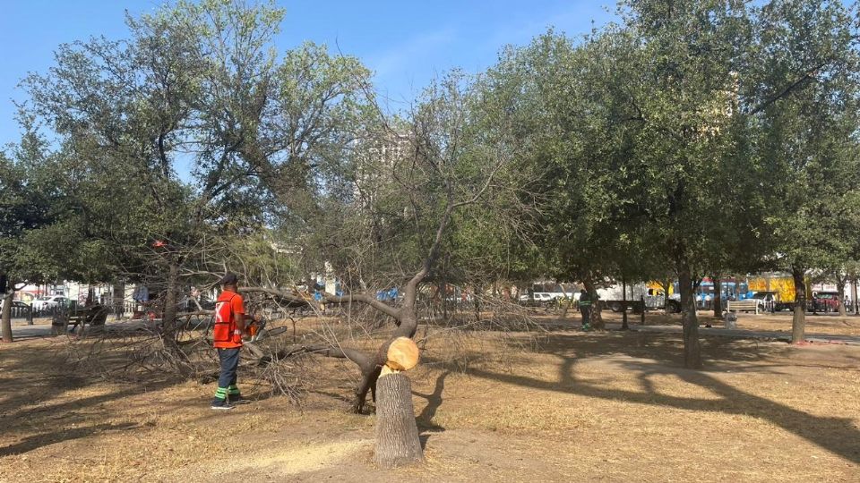 Remoción de árboles en la Alameda Mariano Escobedo