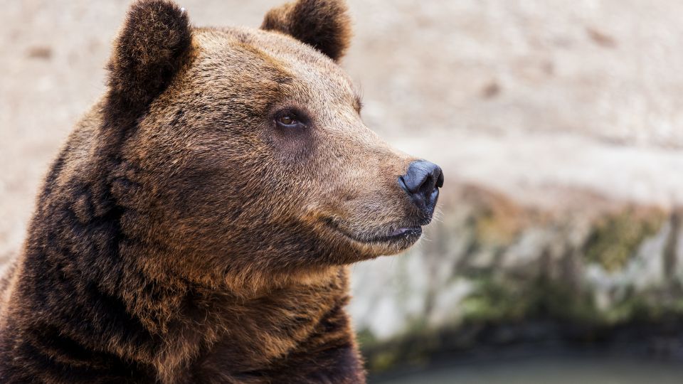 El ataque al niño de 7 años fue cometido por un oso pardo.