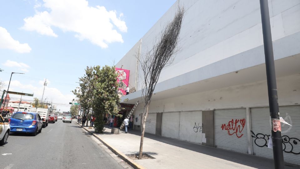 Árbol seco en el centro de Monterrey.