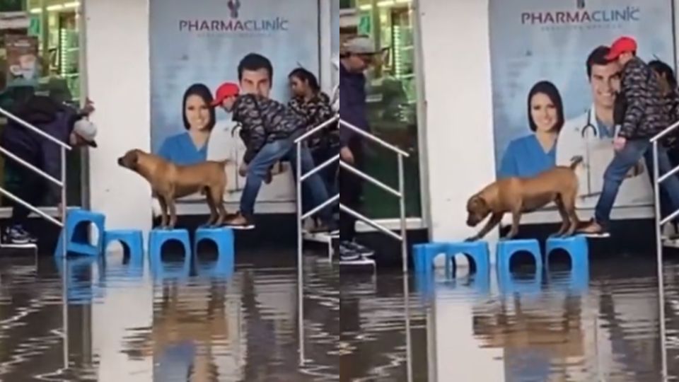 Perrito cruza inundación con ayuda de puente a base de sillas