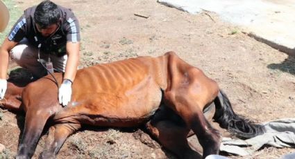 Rescatan 5 caballos maltratados presuntamente por carretoneros en Monterrey