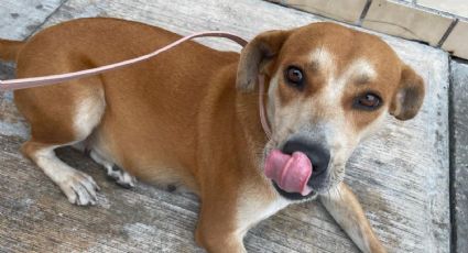 Ciudadanos marchan para exigir justicia por 'Güera', la perrita asesinada en Cumbres