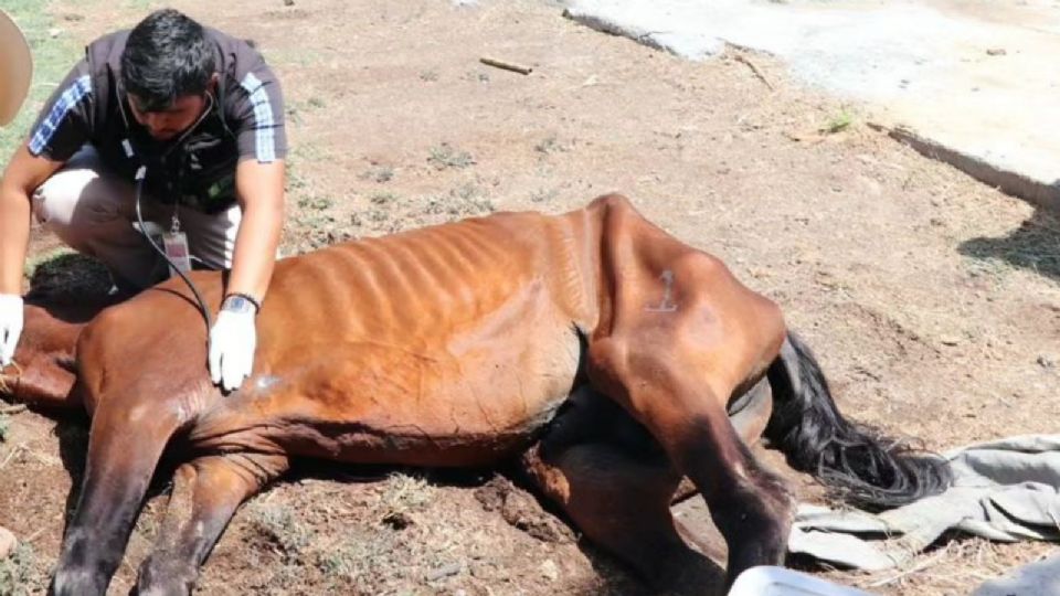 Caballo rescatado por las autoridades.