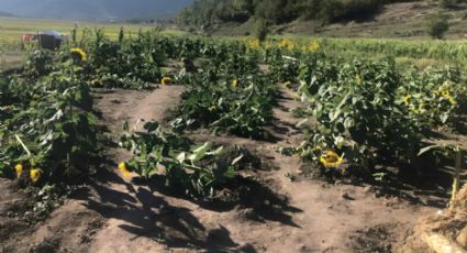 Pisan y causan daños a sembradío de girasoles en Laguna de Sánchez