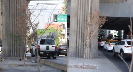 Reforestación Extrema niega que hay árboles secos en camellón de Línea 1