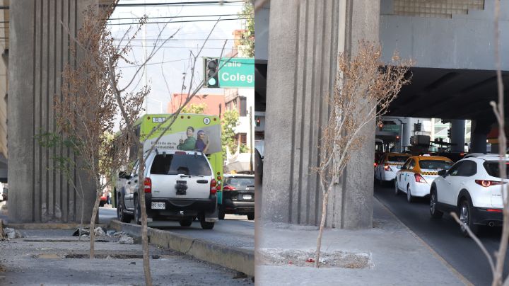Reforestación Extrema niega que hay árboles secos en camellón de Línea 1