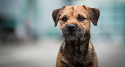 Perrita de 14 años escapa y recorre 163 kilómetros para volver con sus dueños  