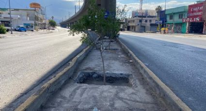 Arborizan recorrido de la Línea 1 del metro en Monterrey