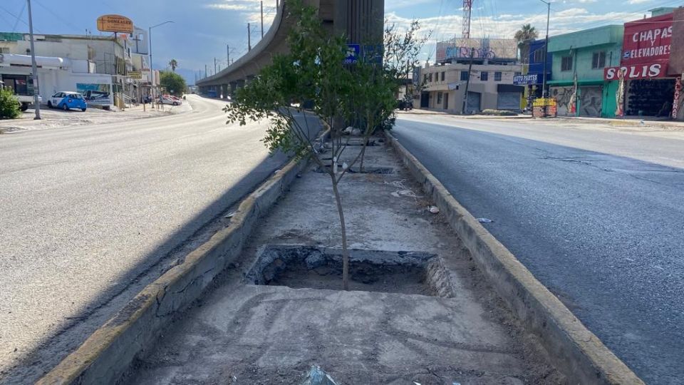 Arborización empleada por  Secretaría de Medio Ambiente.