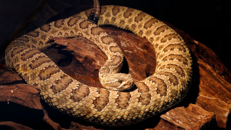 Serpiente de cascabel