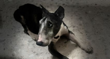 Mujeres roban perro y lo sacrifican; dueña pide justicia para 'Tai'