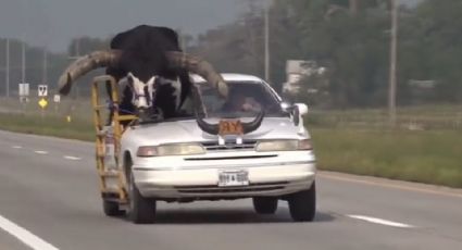 Detienen a hombre por transportar en su auto a un toro