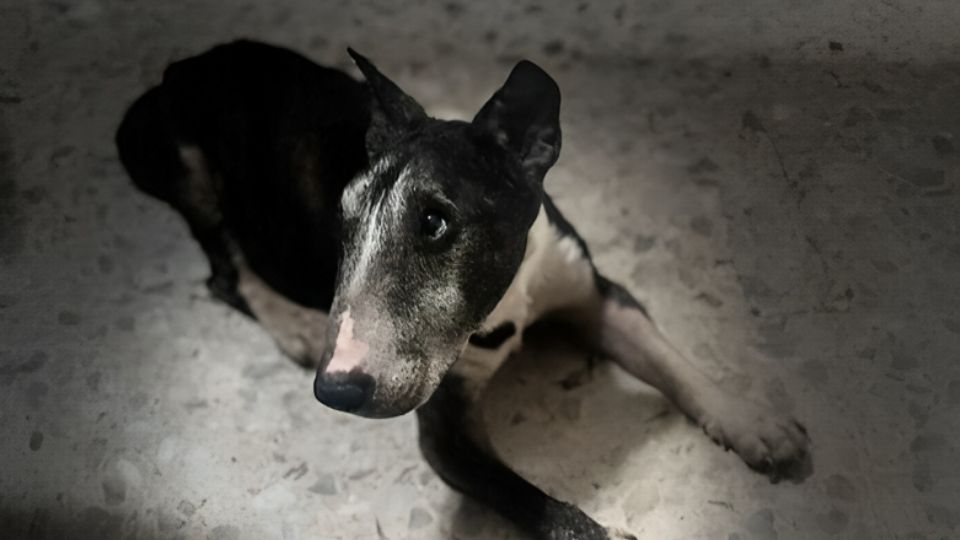 El perrito Tai fue sacrificado en una comunidad de San Luis Potosí