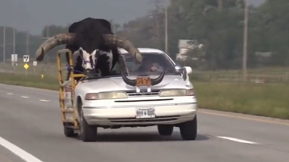 Detienen a hombre por transportar en su auto a un toro