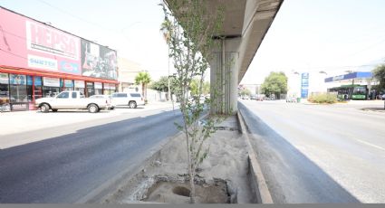 Ambientalistas cuestionan beneficio de árboles bajo el metro