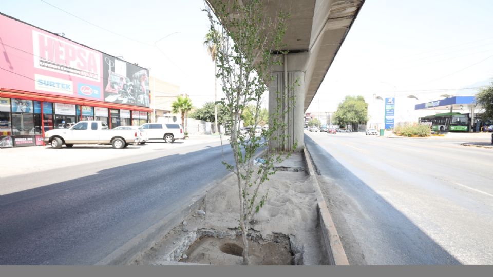 Critican arboles plantados bajo el metro