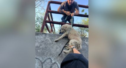 Rescatan a perrito que estaba atorado en una alcantarilla de Escobedo