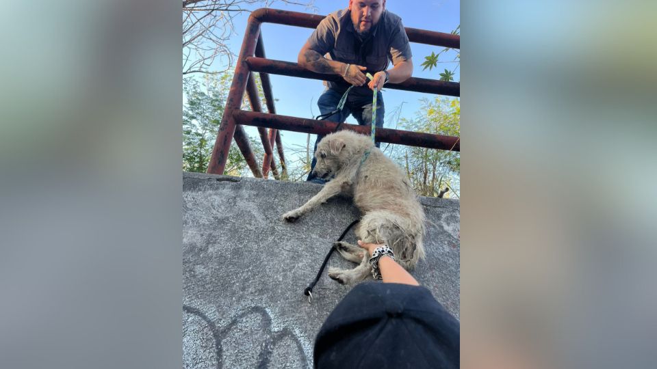 Momento en el que el perrito fue rescatado de una alcantarilla.