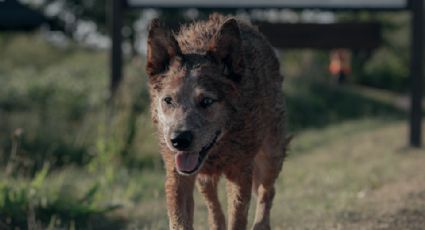 Pet Sematary: Bloodlines: Mira el tráiler de la precuela de ‘Cementerio de Animales’